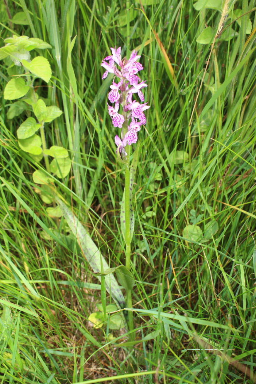 Dactylorhiza incarnata var. haematdes o ??